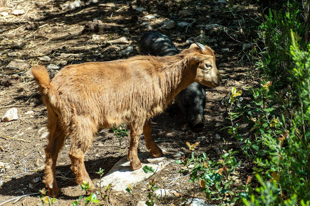 Casal Das Fontainhas Alcobaça Kültér fotó
